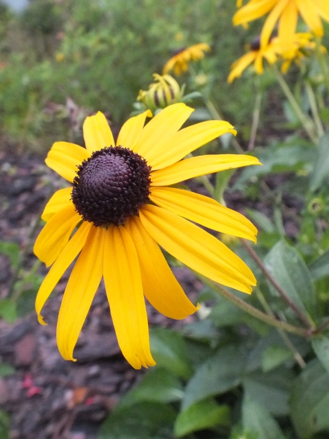 Black-eyed Susan in bloom