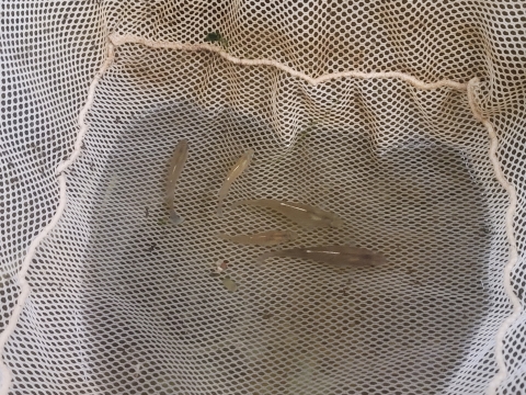 5 female Barrens Topminnow in a large net. At least 4 of them appear to be heavy with eggs