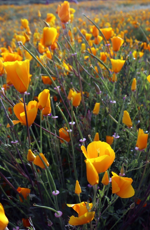 California poppies in bloom