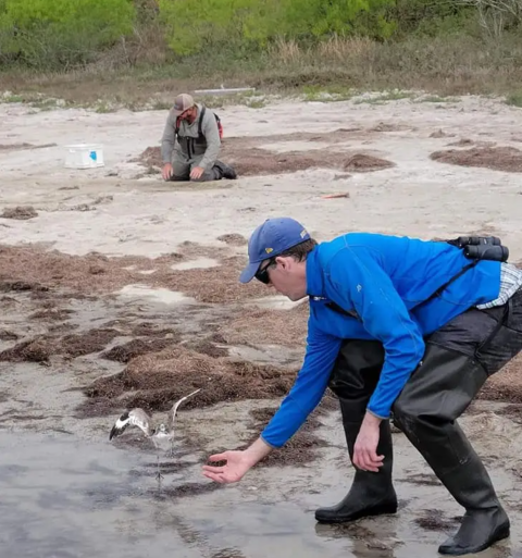 A researcher reaching out to a Willet bird on a sandy beach, another researcher is seated behind them