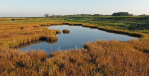 A salt panne in a marsh surrounded by vegetation