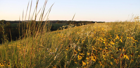 A prairie with lots of wildflowers and tall grasses