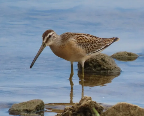 Close up image of a shorebird standing in water