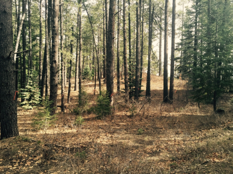 A forest, trunks of trees pictured