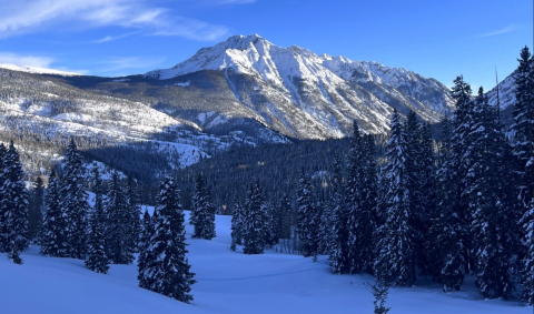 Snow-covered mountain and tall pine trees