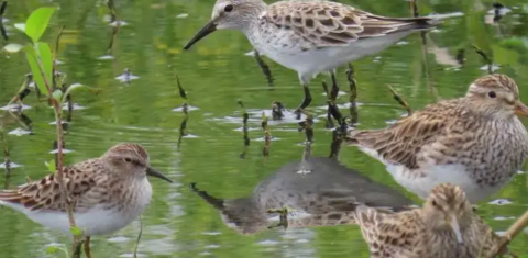 Four sandpipers standing in a body of water