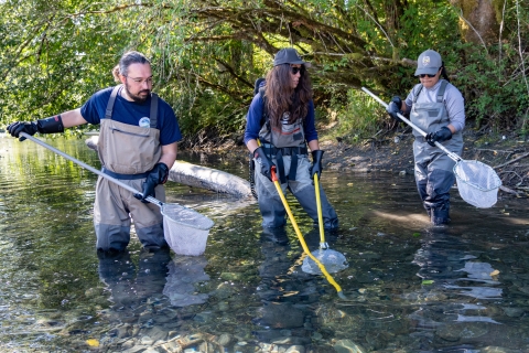 Two service interns and a USFWS employee stand in a shallow river, wearing waders and rubber gloves as they Electrofish. 