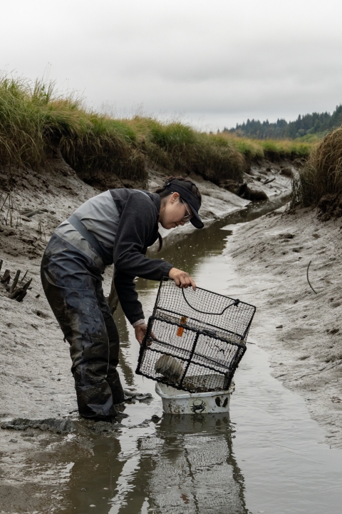 A service intern wearing waders empties a crab trap in the tidal creek of a marsh at low tide. A muddy creek bed, marsh grasses, and a cloudy sky can be seen in the background. 