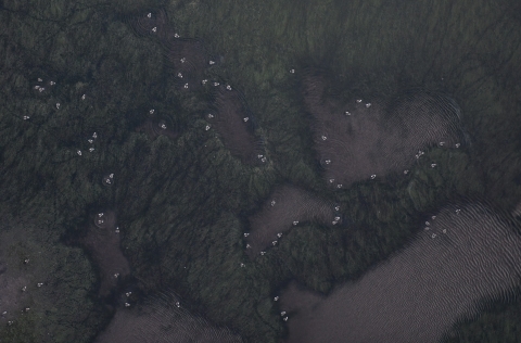 Aerial view of green blanketed wetland with small white and black birds dotting the landscape.