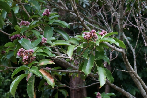 Close-up of tree branches that have pink flowers and green leaves