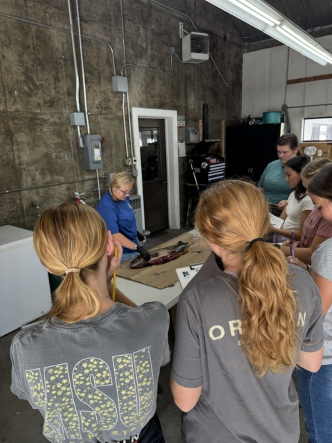 a group of students watch a professional dissect a salmon