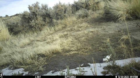 A small white ermine is in the lower right of a trail cam that is pointed at an opening in sage brush.