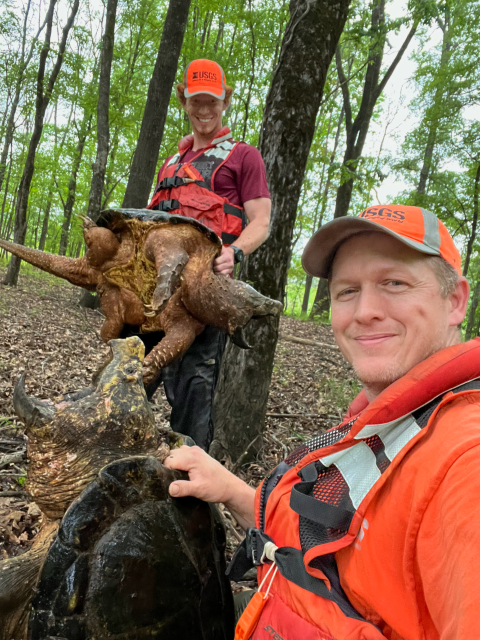 U.S. Geological Survey Scientists Brad "Bones" Glorioso and Henry Carman hold alligator snapping turtles during a spring survey at the Theodore Rosevelt National Wildlife Refuge April 17, 2024. (USGS Photo by Bones)