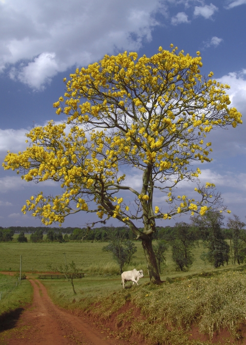 An ipe tree in a field with a white cow underneath it.