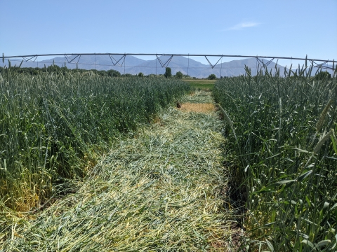 An agricultural field divided in half