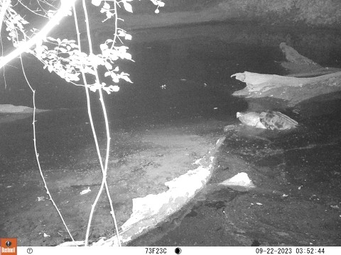 Using a game camera, Patrick Delisle, a graduate student at the University of Southern Mississippi, captures an image of an alligator snapping turtle climbing over a log to get to the other side April, 23, 2023, at the Theodore Rosevelt National Wildlife Refuge Complex. (U.S. Fish and Wildlife Photo by Grad Student Patrick Delisle)