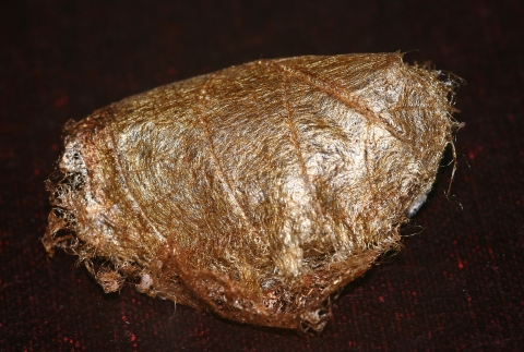 A small brown cocoon resembling leaf litter 