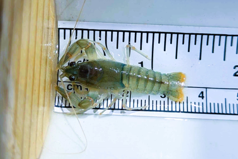 a small crayfish being measured for length