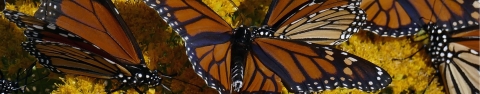 A group of monarch butterflies find food and habitat at St. Marks National Wildlife Refuge.