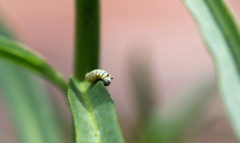 Yellow and black monarch caterpillar on the edge of a narrow-leaf milkweed leaf.