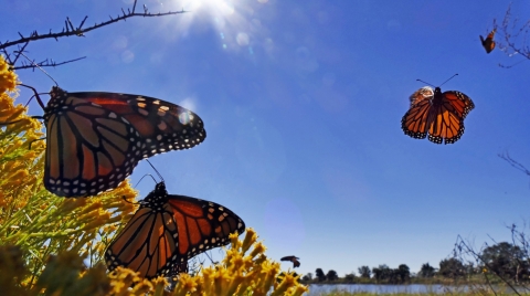 Monarchs gather at St. Marks National Wildlife Refuge