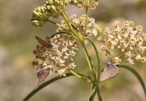 Small butterflies flock to narrowleaf milkweed