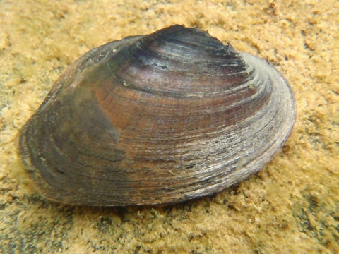 A brown-shelled mussel on a sandy environment.