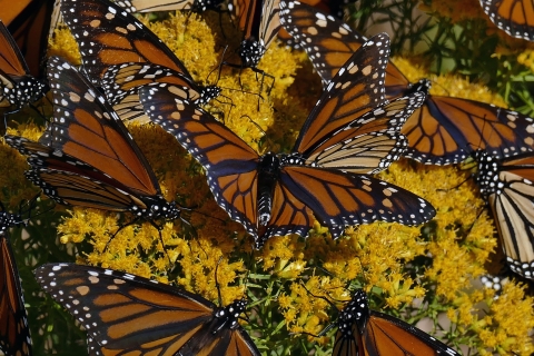 A group of monarchs find food and habitat at St. Mark's National Wildlife Refuge