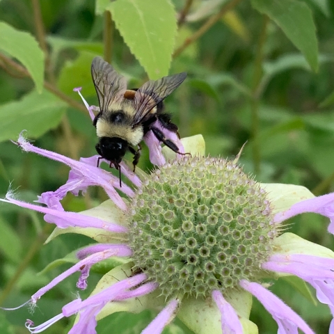 Rusty patched bumble bee on wild bergamot flower