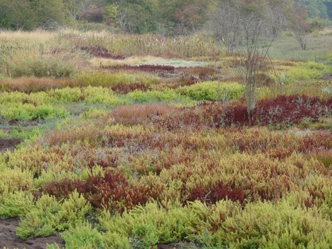 View over a satlwater marsh habitat