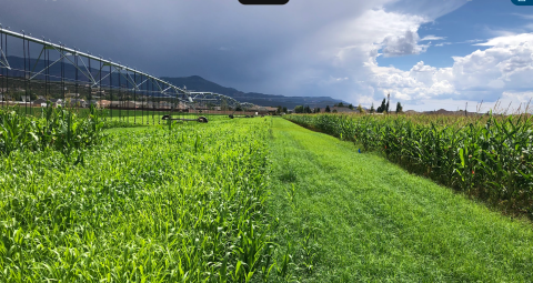 An agricultural field divided into 2