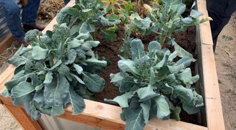 Leafy vegetables growing in a wooden box