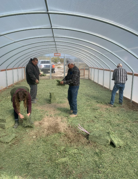 Four individuals spreading hay on the ground in a greenhouse