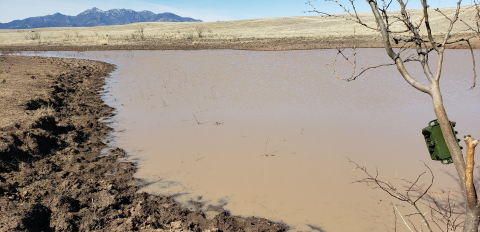 A muddy body of water with a nearby dry tree with a device attached to a branch