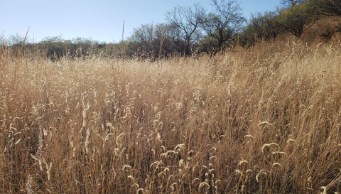 Closeup of a field of grasses