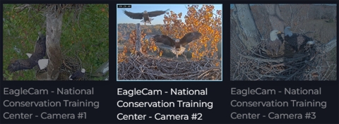 Image showing EagleCam #1, #2, and #3