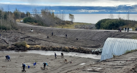 a culvert with people planting vegetation around it and the ocean in the background