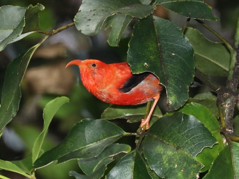 Close-up photo of a 'i'iwi