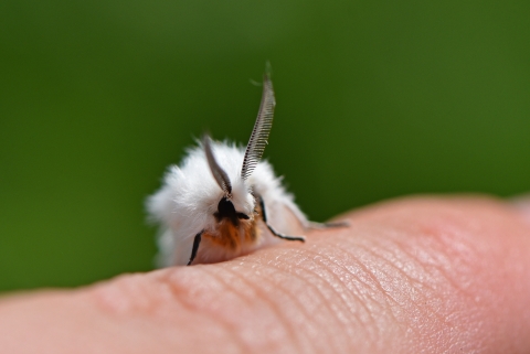 Fluffy white month with black eyes and feather-like antenna on a person's finger.