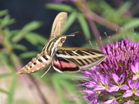 A large brown striped moth with a pink underwing drinks nectar from a bright purple flower