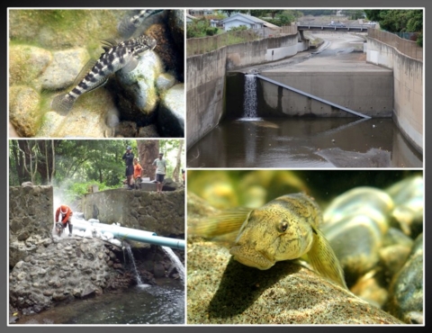 A collage of streams and fish in Hawaii