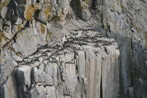 a large rock face with many common murres