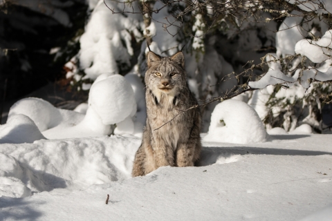 A Canada lynx sitting in deep snow surrounded by boreal forest.