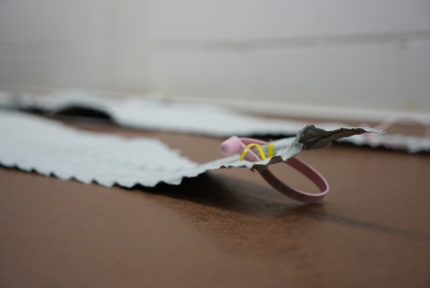 A bleached tail of an alligator skin with a CITES tag attached to it. The tag looks like a pink band threaded through the tail. 