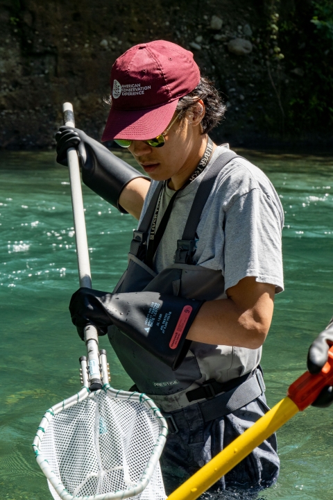 A service intern wearing waders stands in a river with a pole net, ready to scoop up fish.