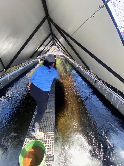 A Pathways employee tosses fish food into a runway of water. She is standing on a walkway between two bodies of water and there is a white, pointed roof. 