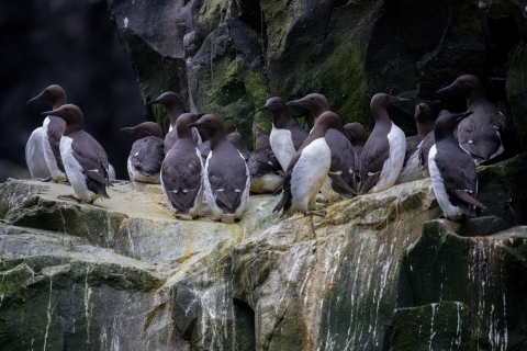 common murres stand together on a cliff ledge