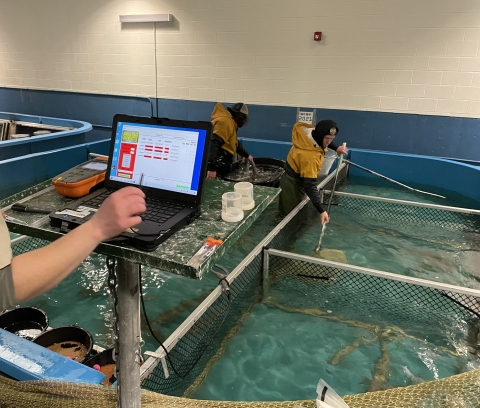 Craig Brook Hatchery personnel sorting and scanning pit tagged males and using a genetic matching program to determine which bowl of eggs to fertilize