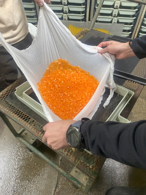 Orange salmon eggs are inside a large piece of cheesecloth. Hands are holding all four corners of the cheesecloth.