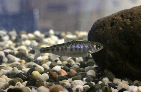 A juvenile Chinook salmon swims past a rock. There is small gravel on the bottom and the fish has dark vertical stripes.